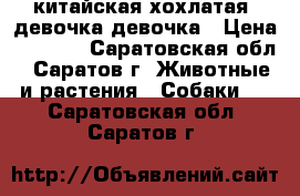 китайская хохлатая  девочка девочка › Цена ­ 7 000 - Саратовская обл., Саратов г. Животные и растения » Собаки   . Саратовская обл.,Саратов г.